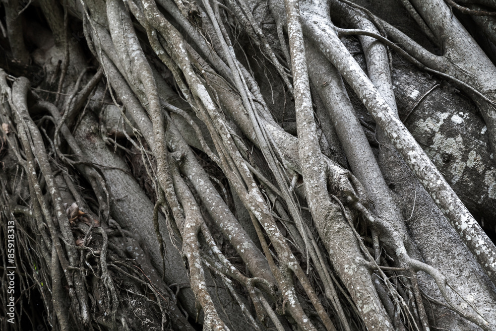Gray tree roots, photo with selective focus