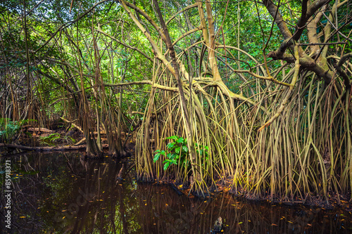 Wild tropical forest landscape  mangrove trees