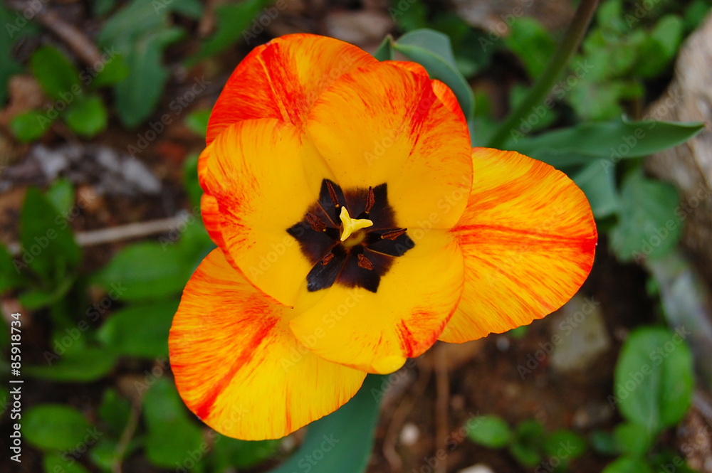 Tulipán, flor de jardín