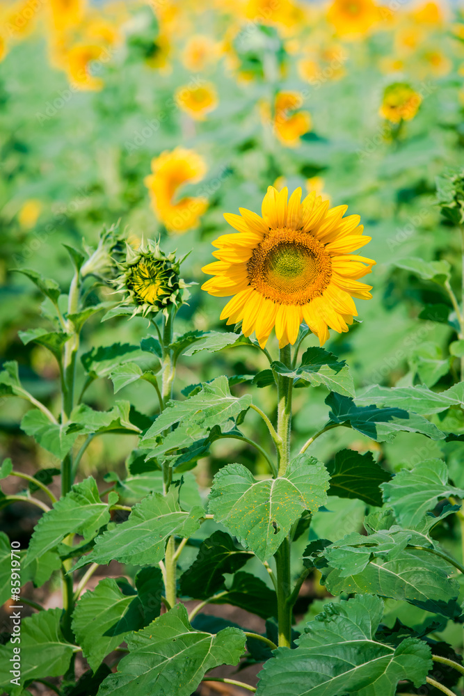 Obraz premium Sunflowers field