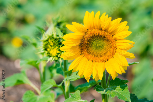 Sunflowers field