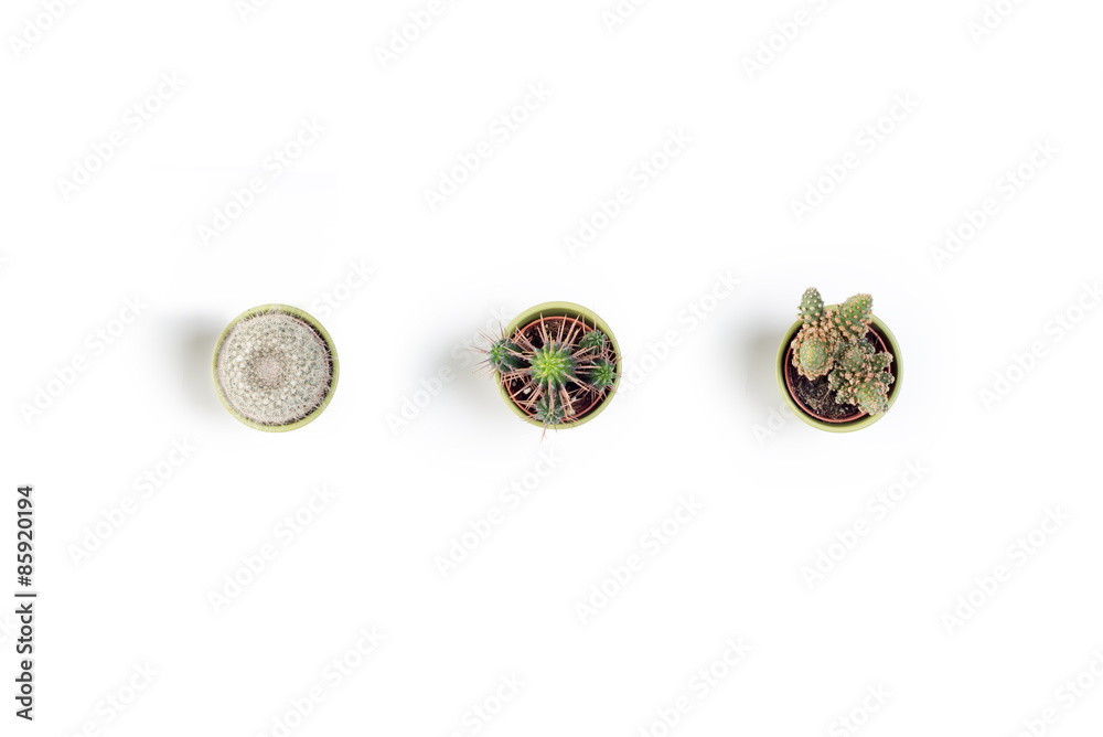 Three mini cactuses on a white background Three mini cactuses on a white background