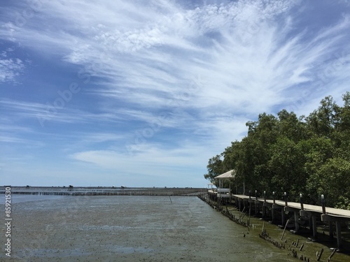 Mangrove forest whit blue sky