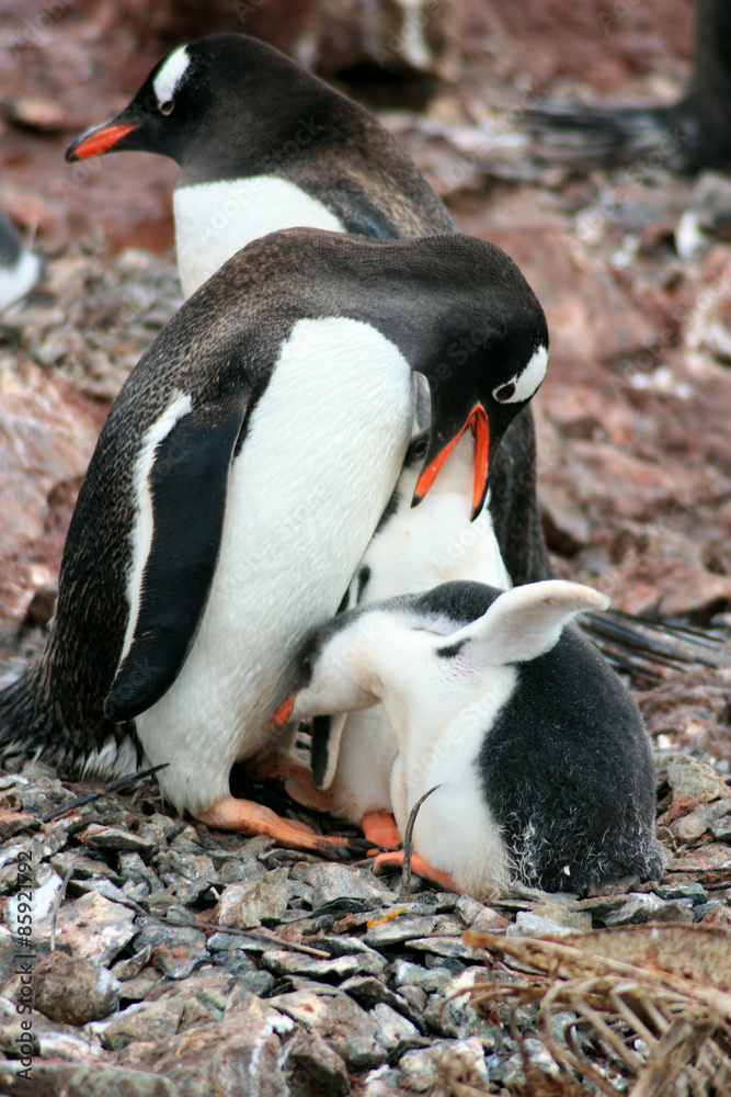 Fototapeta premium Eselspinguine