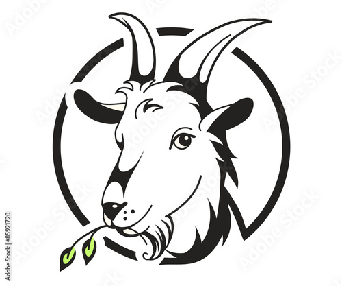 Stampa su tela Head of goat on white background