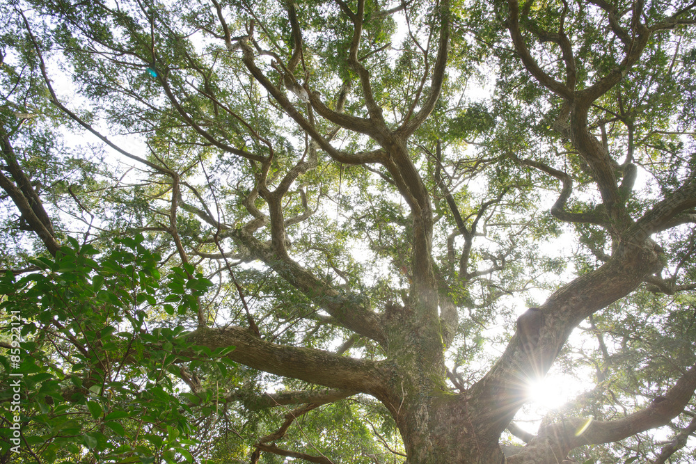 Nutmeg tree with backlight in National Nutmeg forest Park in Jej Stock