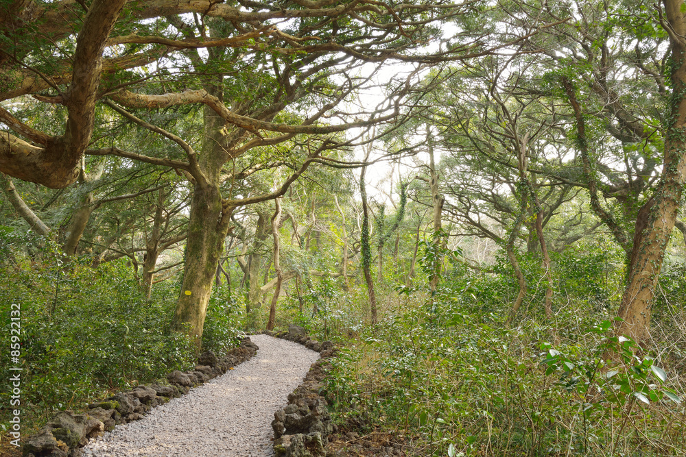 Nutmeg Forest park in Jeju Island, called Bijarim in Korean Nutmeg Forest park in Jeju Island, called Bijarim in Korean