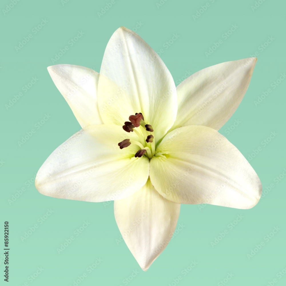 Fototapeta premium Lily, Flower, Isolated.