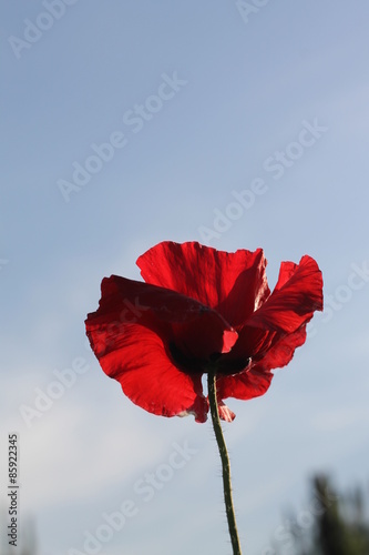 One Red Poppy on blue
