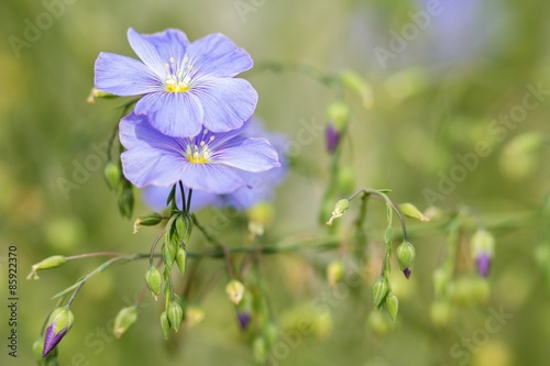 Blüten des gemeinen Lein / Flowers of the common flax photo
