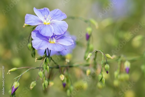 Blüten des gemeinen Lein / Flowers of the common flax