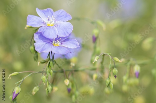 Blüten des gemeinen Lein / Flowers of the common flax photo