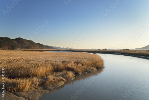 Reeds field and Boardwalk in Sunchoen Bay in Korea