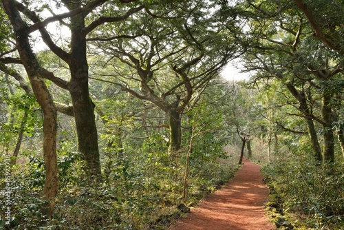 Nutmeg Forest park in Jeju Island, called Bijarim in Korean