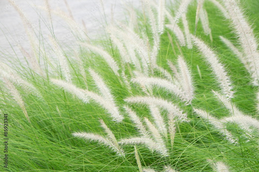 Motion blur of blowing poaceae Motion blur of blowing poaceae