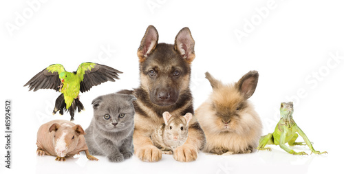 Fototapeta Naklejka Na Ścianę i Meble -  group of diverse animals. isolated on white background