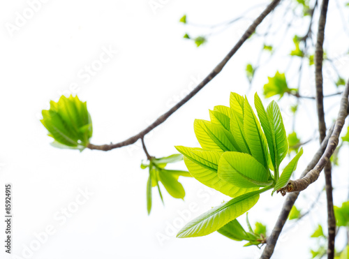 Cannonball leaf on tree nature background
