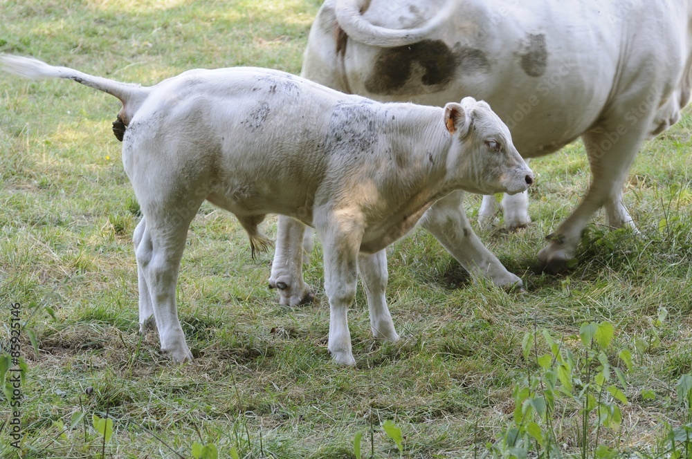 Obraz premium burgundkühe 69