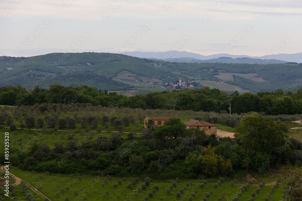 Tuscan farmhouse overlooking olive plantation