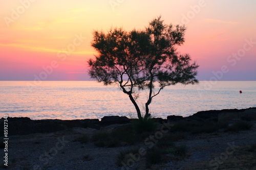 Sonnenaufgang  Baum Meer Mallorca 