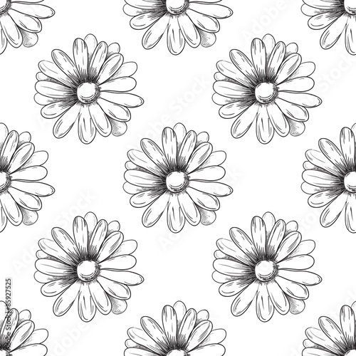 Flower pattern. Camomile drawing. Vector