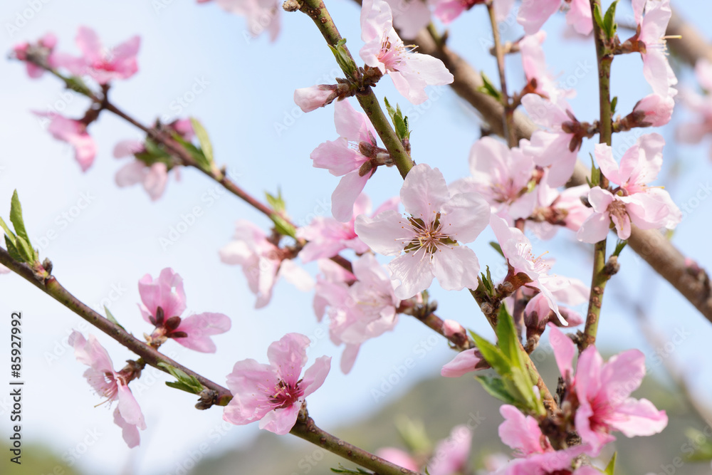 Closeup of peach blossom in full bloom