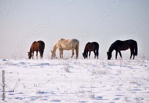 Winter horses