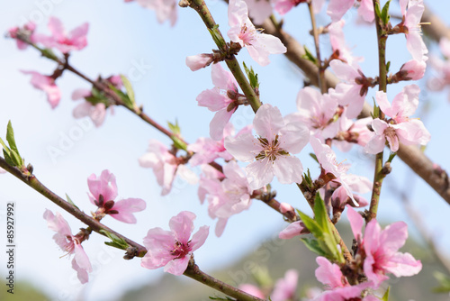 Closeup of peach blossom in full bloom