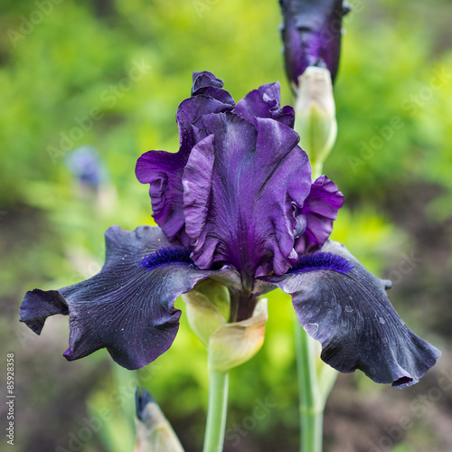 Fototapeta Naklejka Na Ścianę i Meble -  blue iris flower in the garden