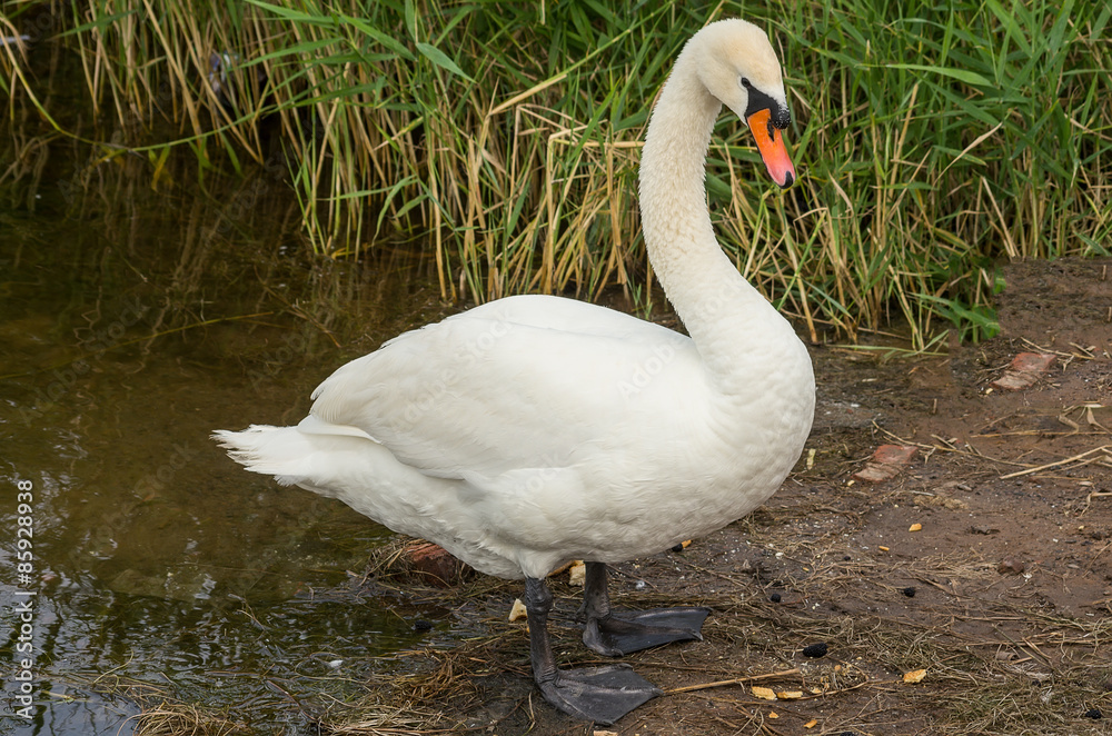 Swan on the bank Swan on the bank
