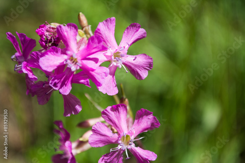 pink flower