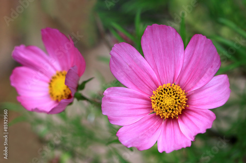 Pink Cosmos flowers