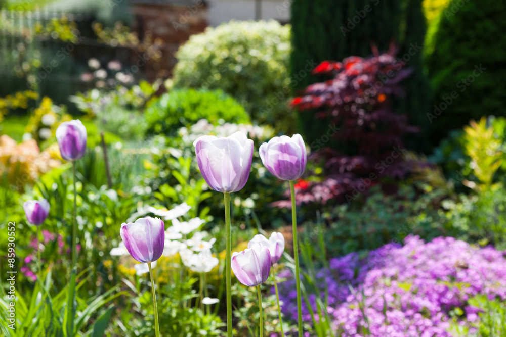 Closeup of purple tulips