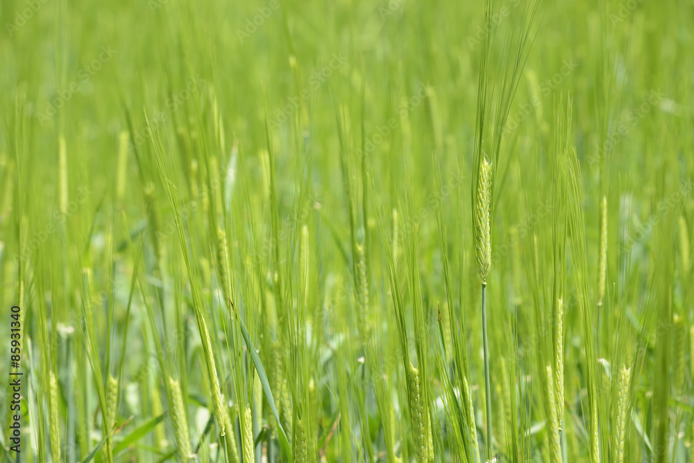 closeup of unripe green barley closeup of unripe green barley