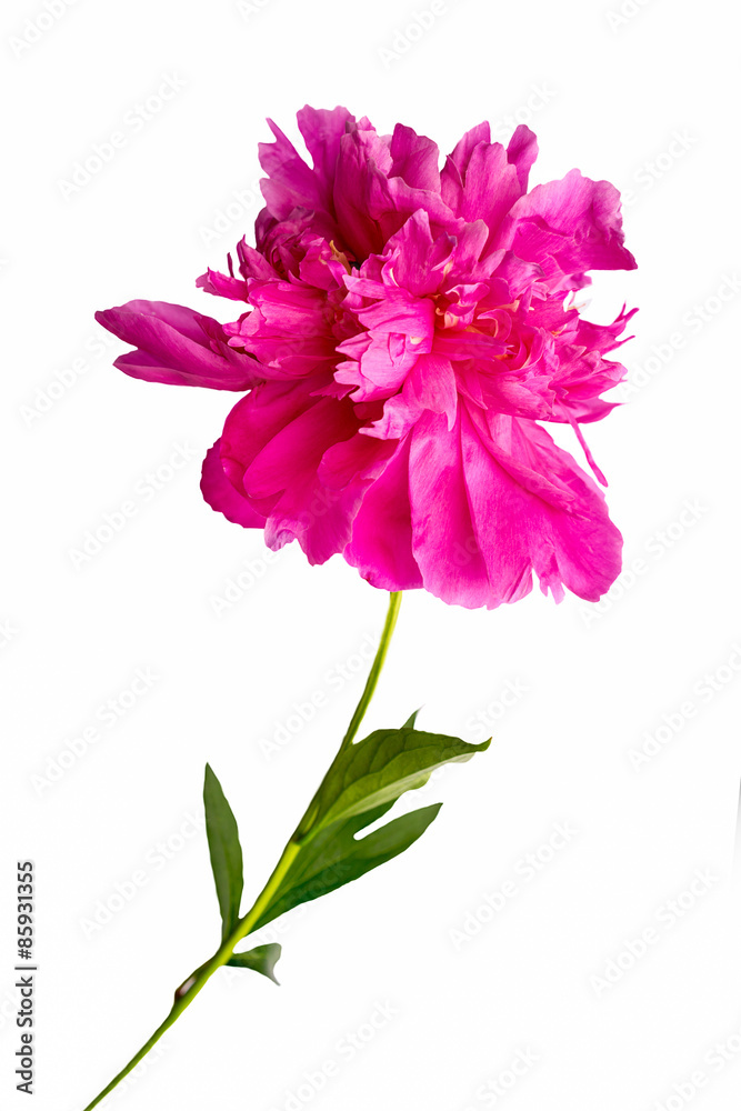 pink peon flower isolated on white background pink peon flower isolated on white background