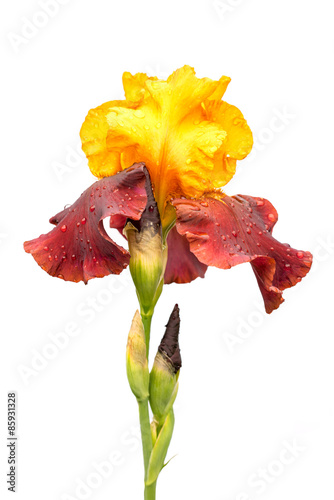 Fototapeta Naklejka Na Ścianę i Meble -  rare yellow and purple color iris flower isolated on white background