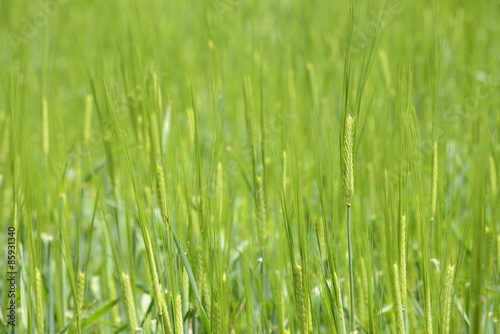 closeup of unripe green barley