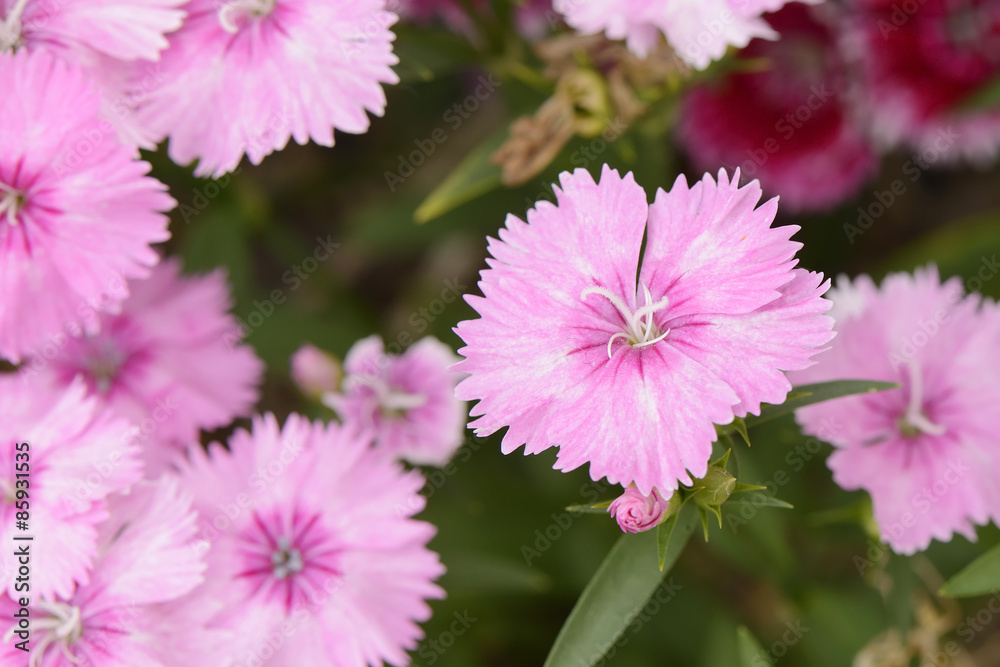 closeup of pink Dianthus barbatus flowers closeup of pink Dianthus barbatus flowers