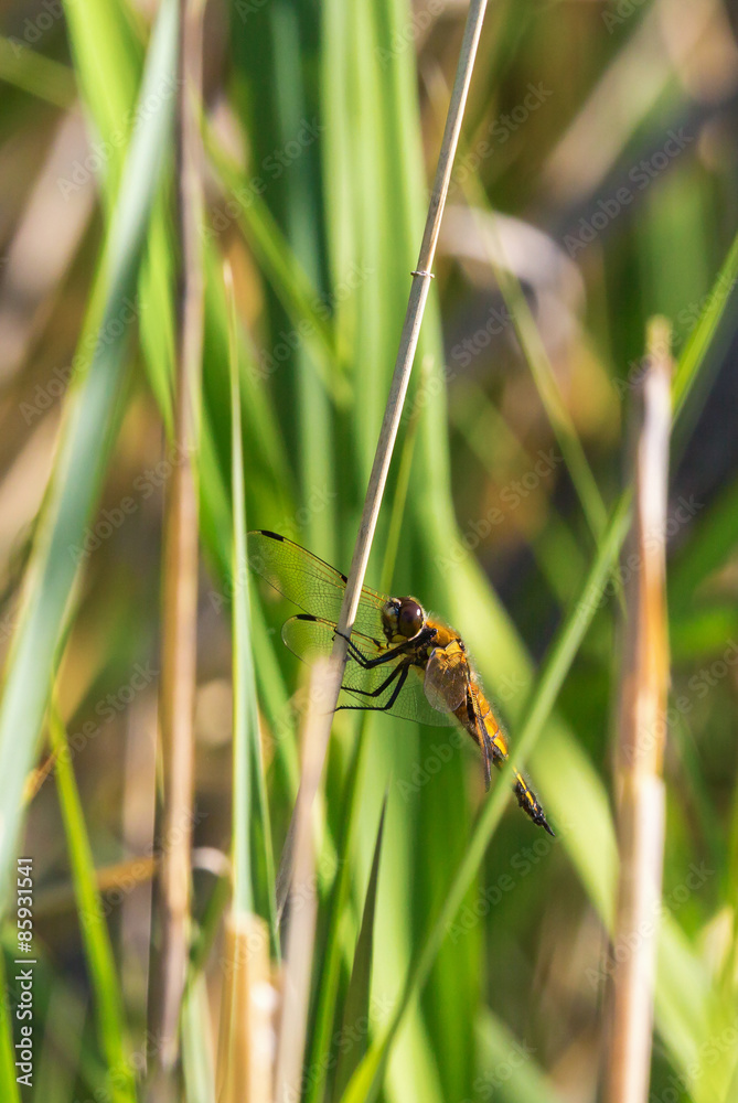 Yellow Dragonfly on a straw