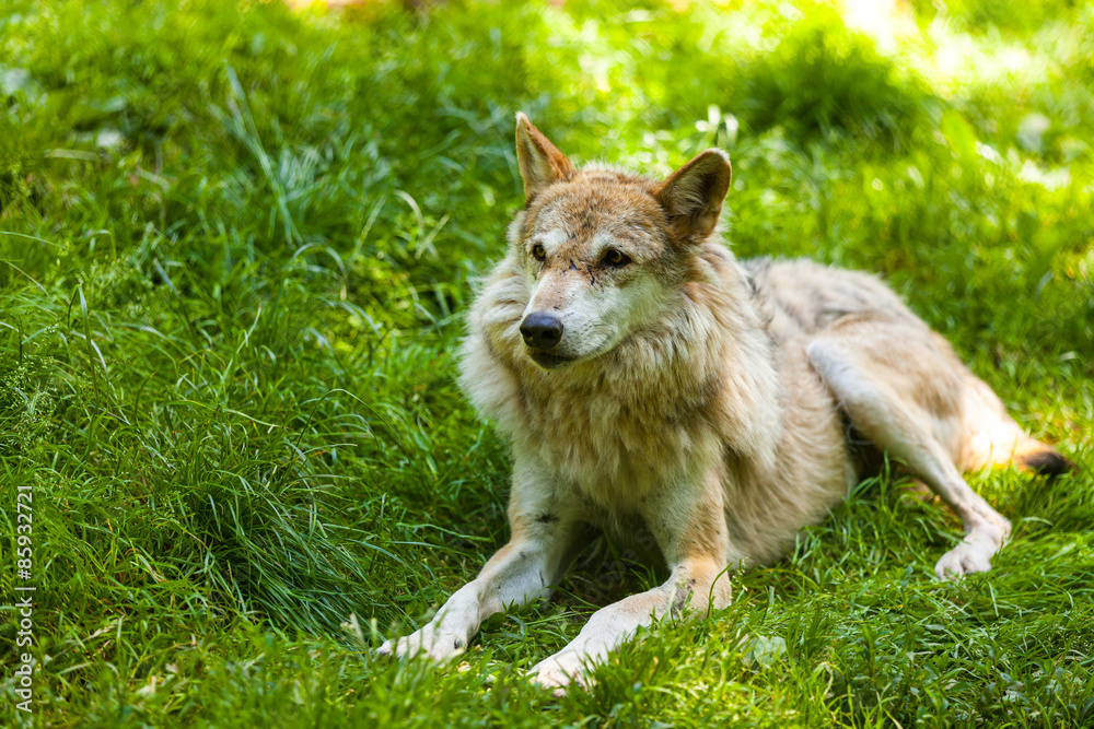 Fototapeta premium Wolf