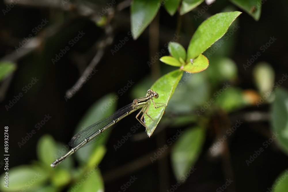 damsel fly on a leaf