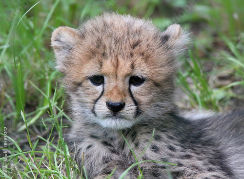 Portrait view of a cheetah cub