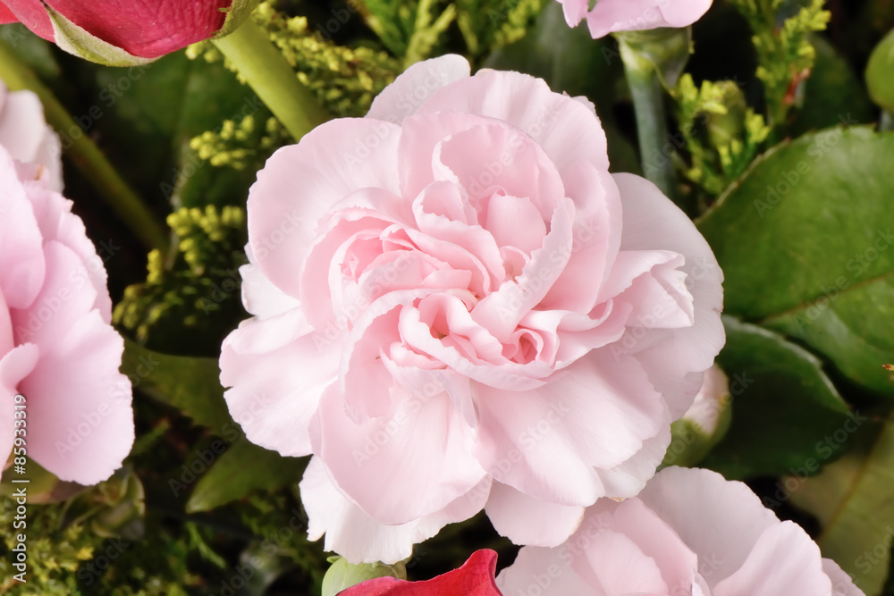 Obraz premium pink carnation
