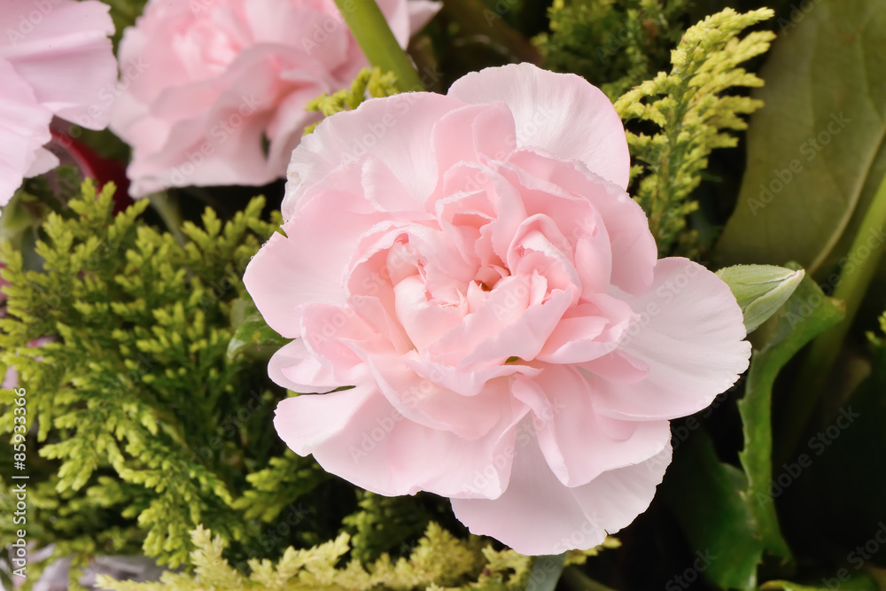 Fototapeta premium pink carnation