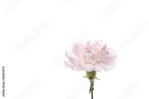 Closeup of pink carnation
