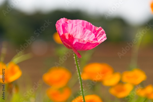 A Pink Poppy