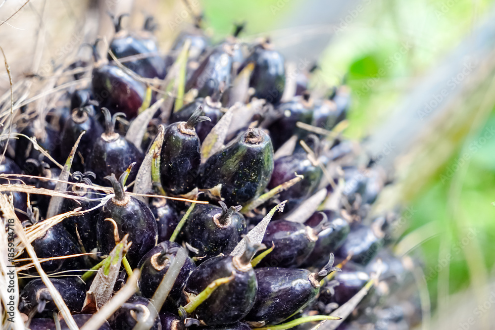 Fototapeta premium oil palm