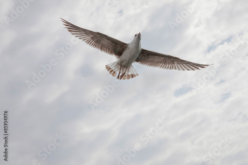 seagull flying in the sky with clouds
