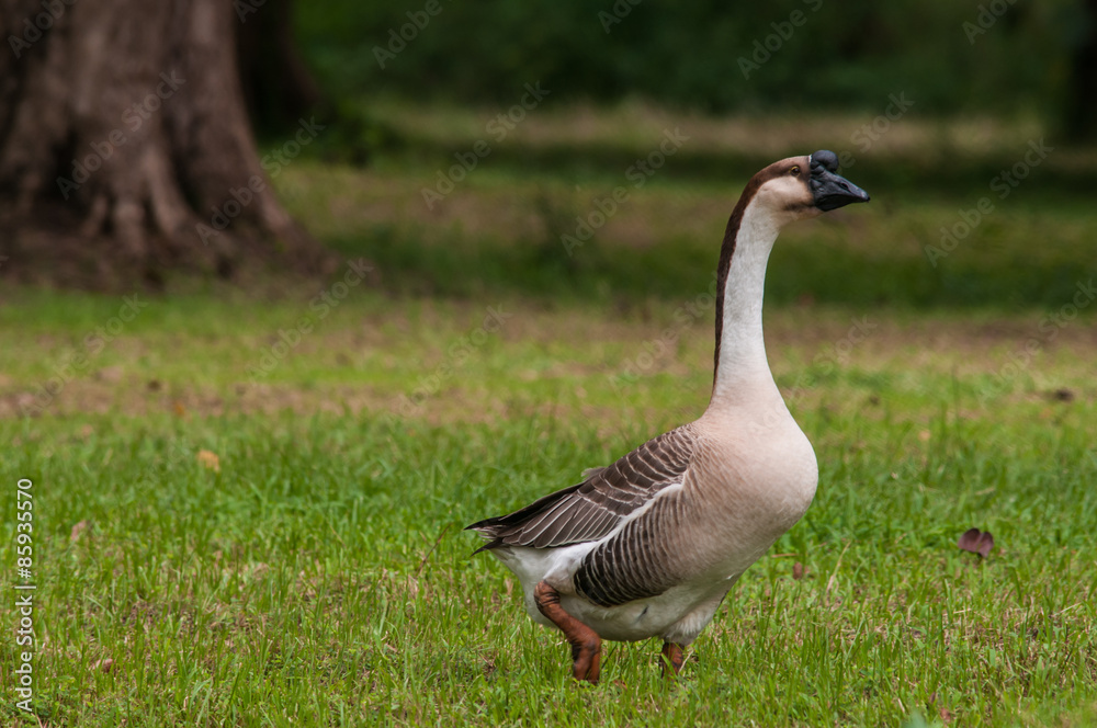 Goose Goose