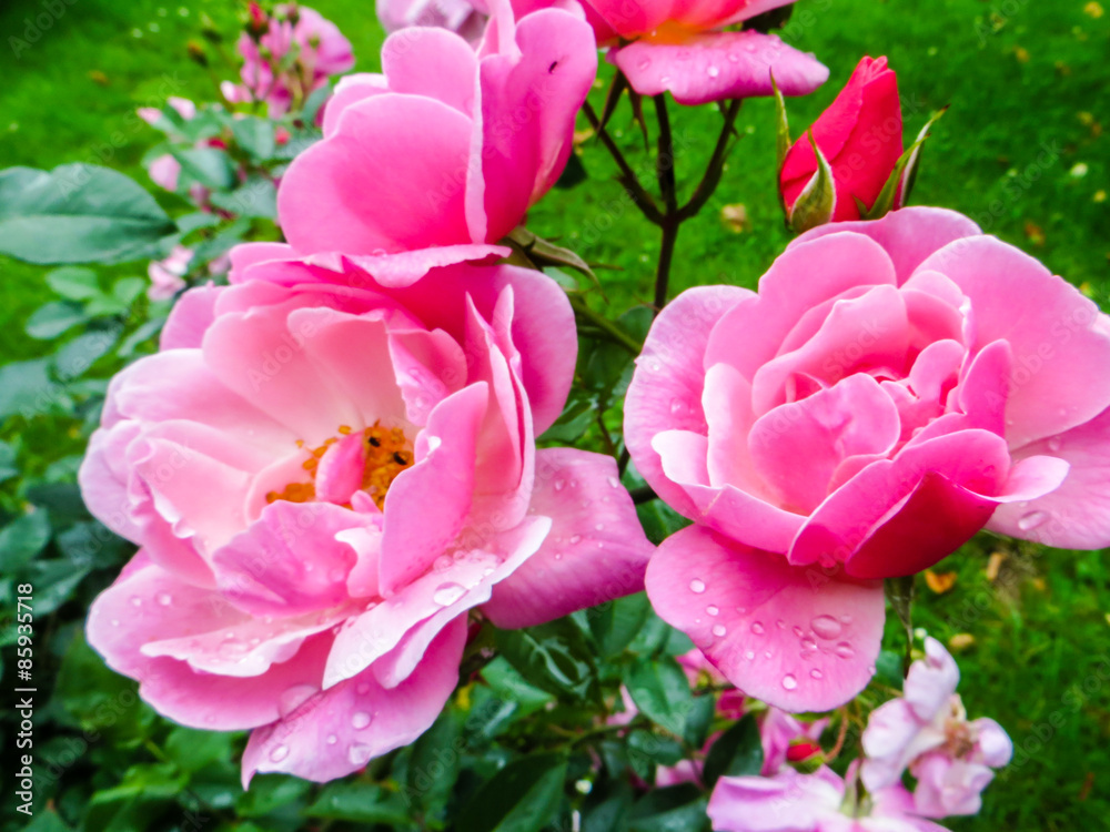 pinke Rosen mit Wassertropfen